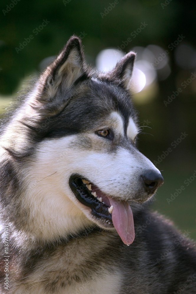 Malamute d'Alaska Malamute d'Alaska