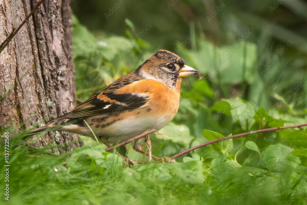 Brambling - Fringilla montifringilla, beautiful colored perching bird from Euroasian gardens and woodlands, Zlin, Czech Republic. Brambling - Fringilla montifringilla, beautiful colored perching bird from Euroasian gardens and woodlands, Zlin, Czech Republic.