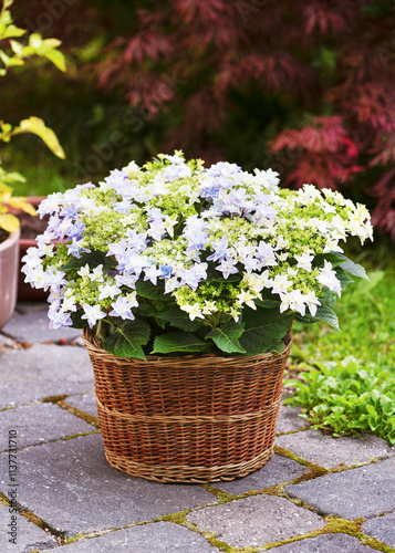 Beautiful white purple lacecap hydrangea flowers blooming in the garden in early summer in rattan basket. Flair and Flavours 