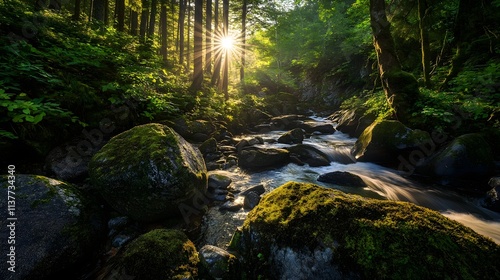 dense rainforest with sunlight streaming through the canopy, illuminating vibrant green foliage and moss-covered rocks.