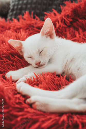 Serene kitten napping on a red fuzzy blanket photo