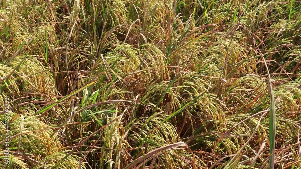 Slowly moving inside the golden paddy field in the daytime. Dramatic shot of rice harvesting field. Feel the search for relaxation.
Slowly moving inside the golden paddy field in the daytime. Dramatic shot of rice harvesting field. Feel the search for relaxation.