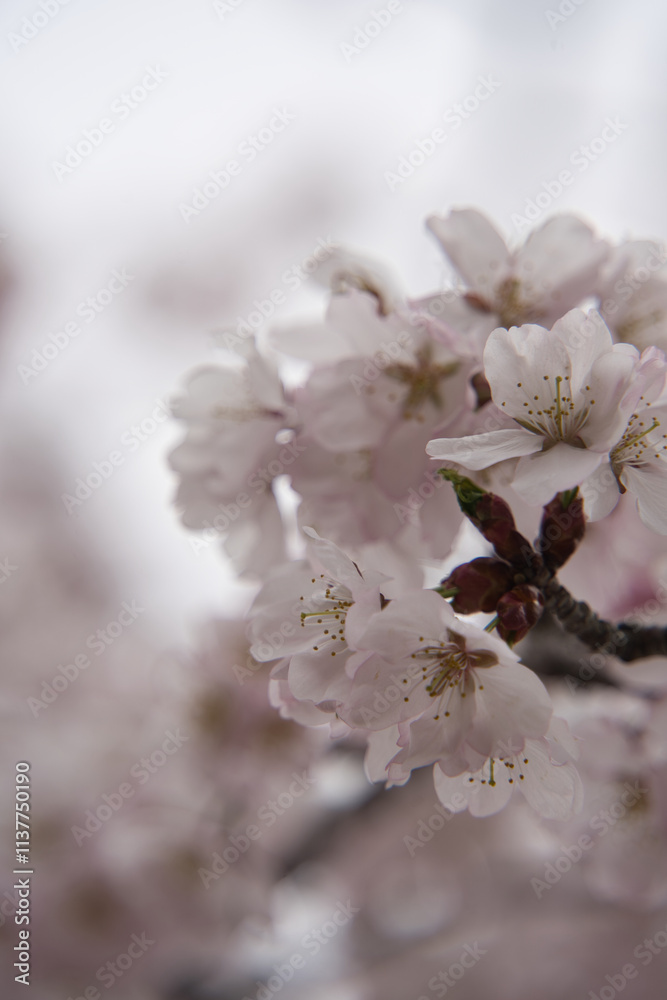 Obraz premium 満開の桜の花が咲く春の季節