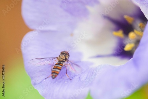ハナアブと花弁