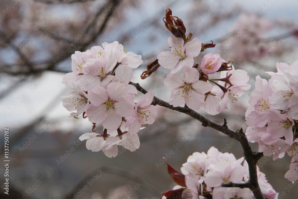 Obraz premium 満開の桜の花が咲く春の季節