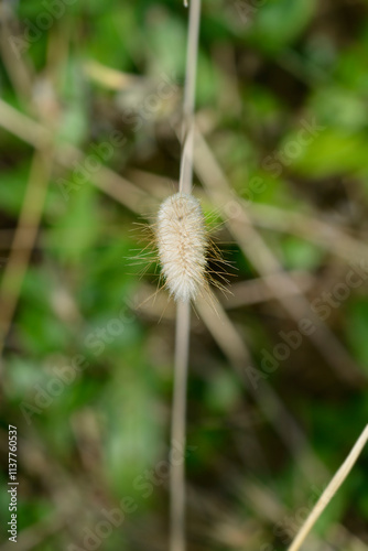 Hares-tail grass seed head photo