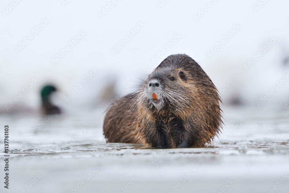 Φωτογραφία Coypu (Myocastor coypus) in the nature habitat