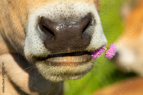 Obraz na płótnie Vache Aubrac et fleur