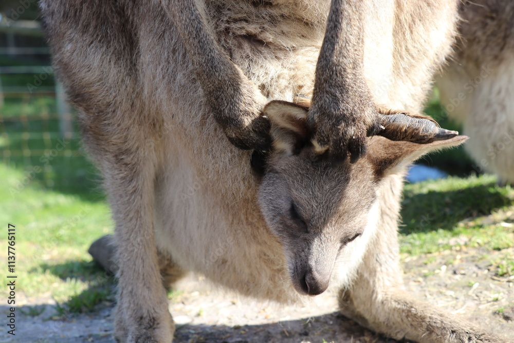 Joey baby kangaroo sleeping in pouch in Australia Joey baby kangaroo sleeping in pouch in Australia