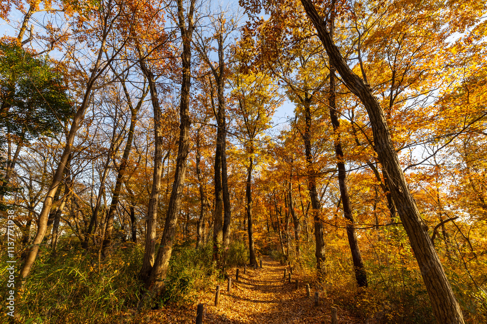 Obraz premium 紅葉に染まる浅間山の遊歩道