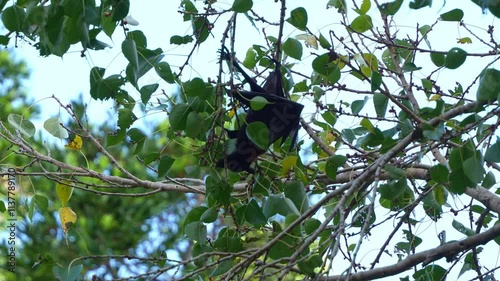 Little red flying-fox (Pteropus scapulatus) hanging upside down from a tree branch, grasping on the branches, foraging for fruits, close up shot. photo