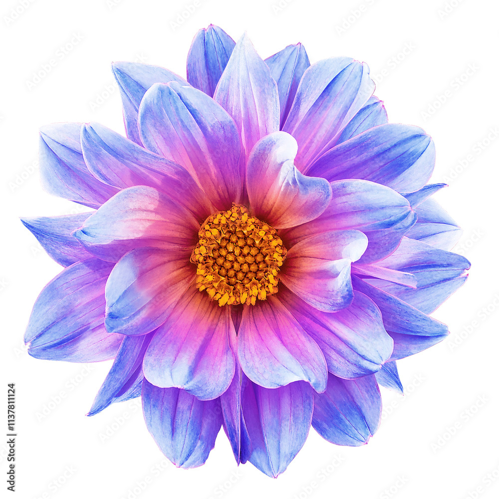 Obraz premium Dahlia flower on isolated background with clipping path. Closeup. Nature. Transparent background. 