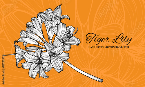 Hand drawn vector outline of tiger lily flowers with petals and leaves. Elegant black outline of a summer flower on an elegant template.These assets are outline only. Easy to edit and ready to be used