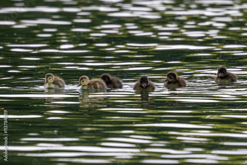 Wild duck at the Kleinhesseloher Lake in English Garden in Munich, Germany photo