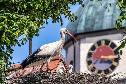 European white Stork, Ciconia ciconia with small babies on the nest in Oettingen, Swabia, Bavaria, Germany, Europe photo