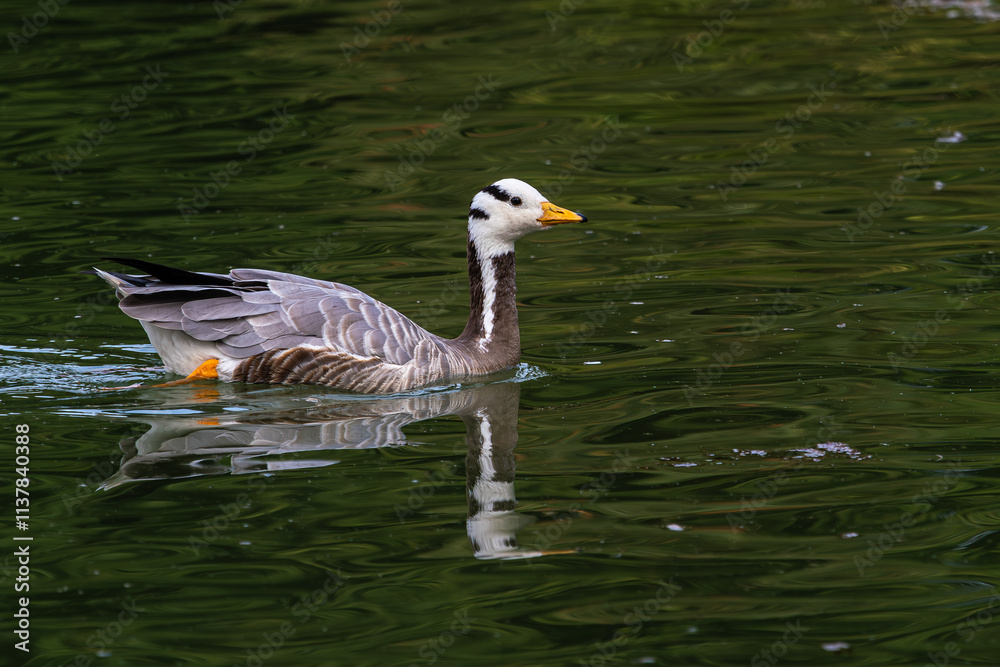Fototapeta premium The bar-headed goose, Anser indicus seen in English Garden in Munich