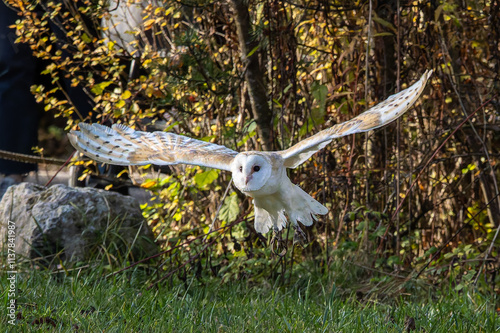 The western barn owl, Tyto alba in a nature park photo