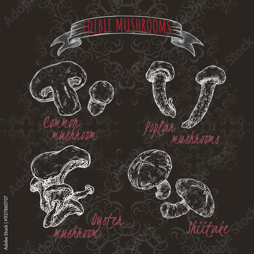 Set of sketches with common mushroom, oyster mushroom, shiitake and poplar mushroom on black.
