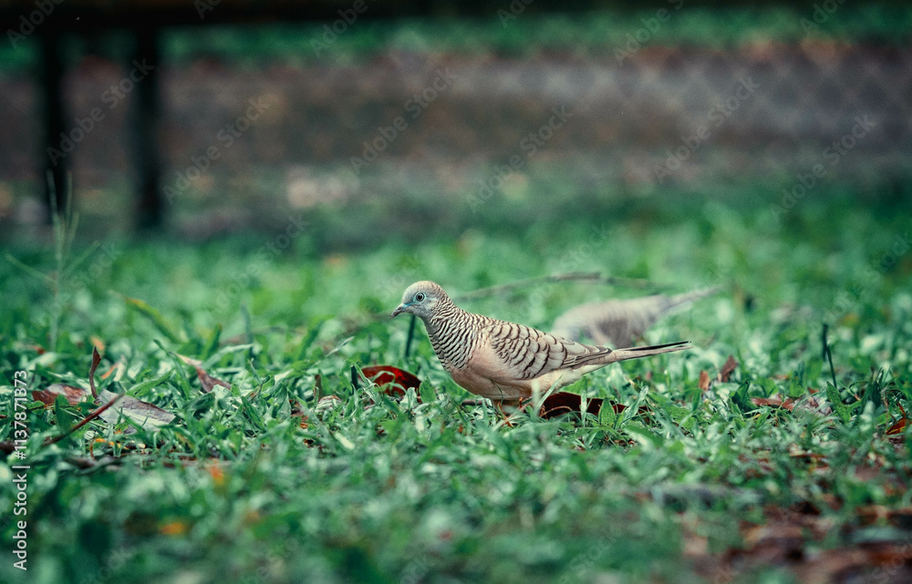 Obraz premium zebra dove