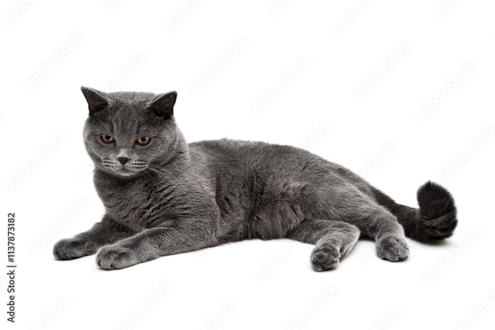 Young gray cat on a white background. Young gray cat on a white background.