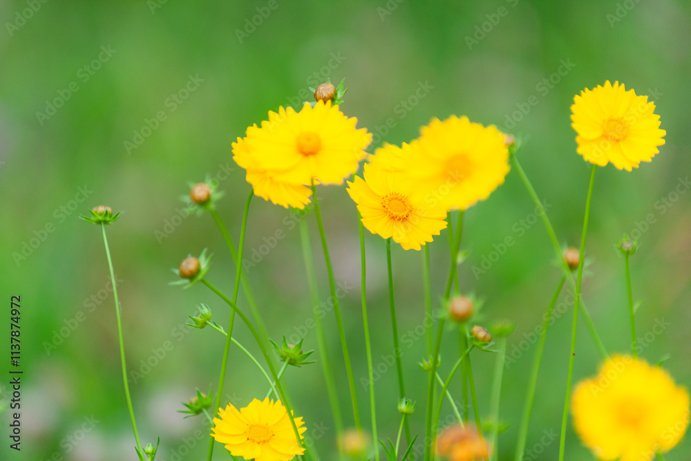 Obraz premium The beautiful yellow golden chicken chrysanthemum garden has a blurred background, which can be used as a green and environmentally friendly background material