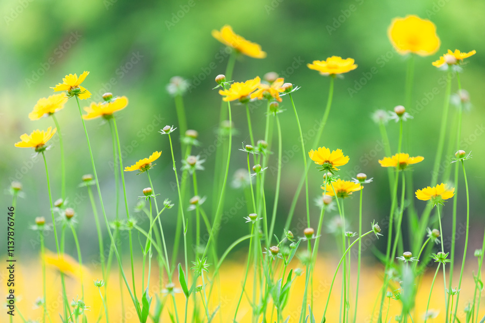 Fototapeta premium The beautiful yellow golden chicken chrysanthemum garden has a blurred background, which can be used as a green and environmentally friendly background material
