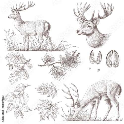 A set of graphic compositions featuring a deer. Deer portrait. White-tailed deer.