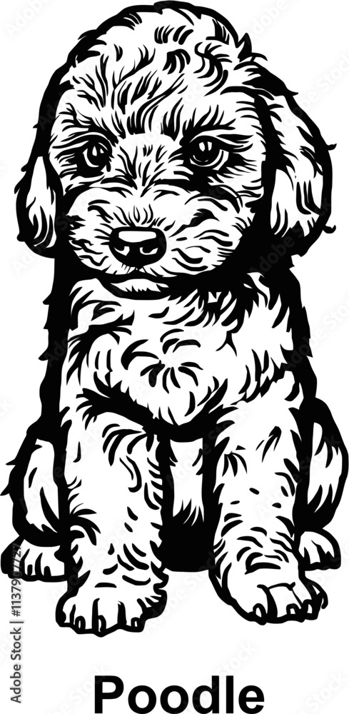 Obraz premium Puppy Poodle - Dog Breed, Puppy Breed Vector File, detailed vector