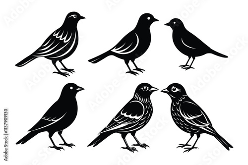 set of bird silhouette-vector photo