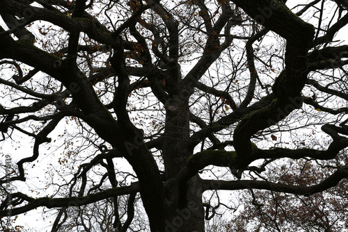 Chêne pédonculé sans feuilles en automne photo