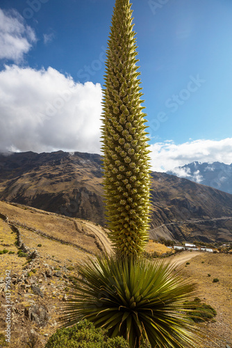 Puya photo