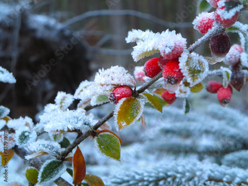 Red berries of cotoneaster in winter snow in Scotland, UK