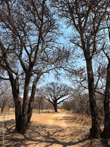 Path in bushveld