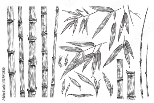Bamboo plant pieces collection, stalk, leaves, twigs engraved sketch vector set, hand drawn Asian nature floral elements