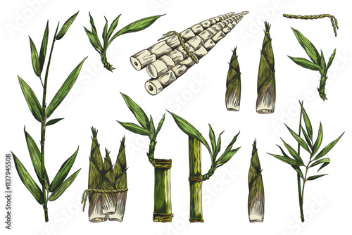 Vector illustration of hand drawn bamboo plant set.
