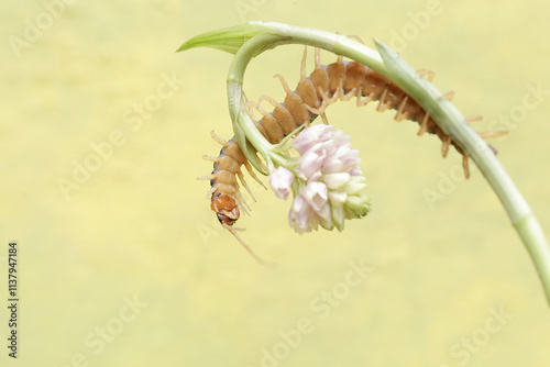 A centipede hunting small insects in a wild flower. This multi-legged animal has the scientific name Scolopendra morsitans. photo