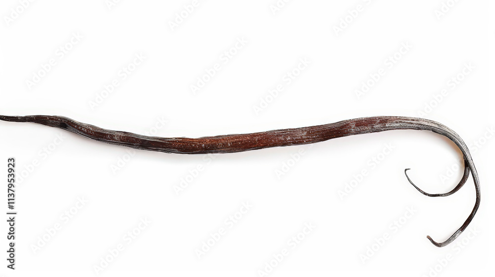 vanilla bean isolated on white background vanilla bean isolated on white background
