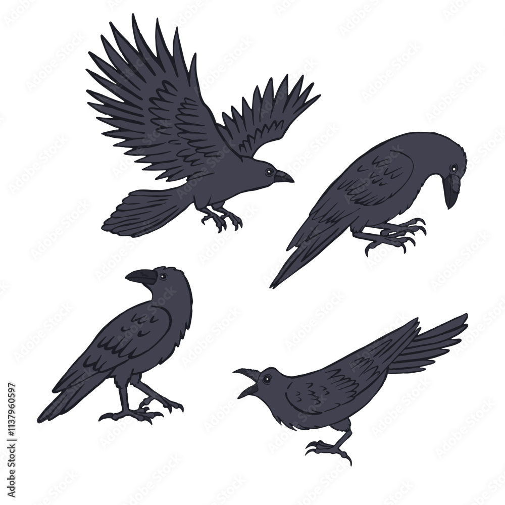 Obraz premium Hand drawn inky sketch style ravens or crows set isolated on white background. Mystic black birds bundle
