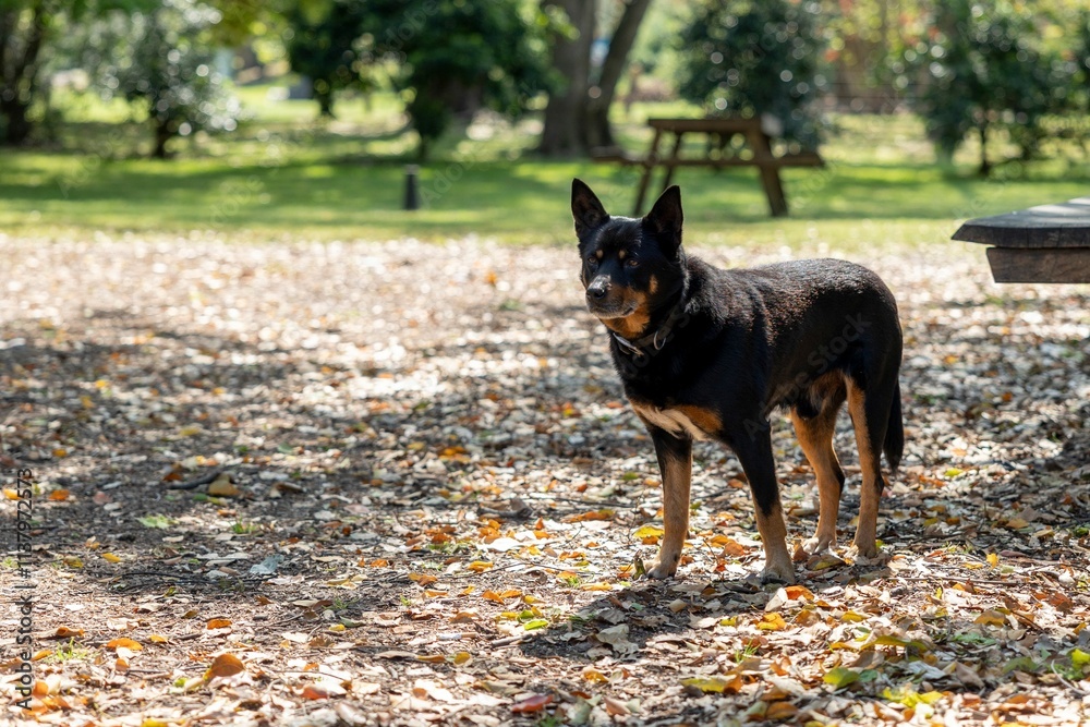 A dog in a sunny park A dog in a sunny park