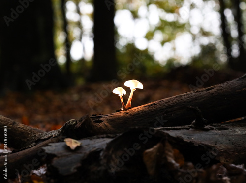 Mushrooms in the autumn forest. Selective focus. Nature. Dark forest with illuminated mushrooms on a branch