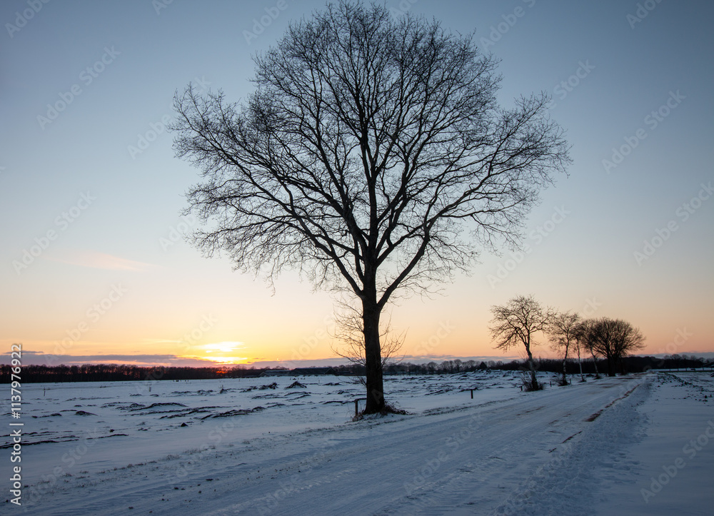 Evening in winter, a road with trees and the sun sets, meadow with snow Evening in winter, a road with trees and the sun sets, meadow with snow