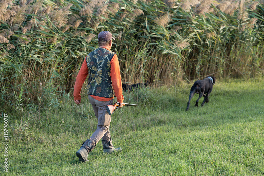 Mature hunter man holding a shotgun and walking through a field Mature hunter man holding a shotgun and walking through a field