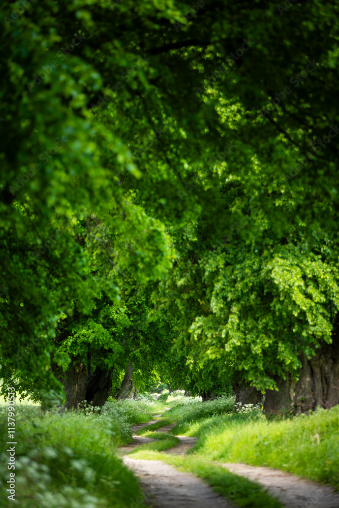 A narrow dirt road leading through an alley of old trees in summer A narrow dirt road leading through an alley of old trees in summer