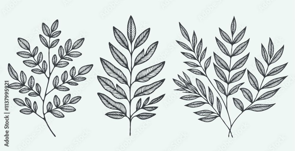 Naklejka premium Illustrator Artwork, Hand Drawn Vintage Sketch Drawing, green leaves Line Art, Plants Collection branches Floral elements, set of Botanical Illustration Outline four leaf clover, Black And White leave