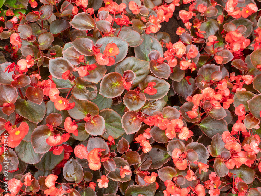 Colorful leaves and flowers for nature background.