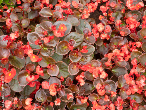 Colorful leaves and flowers for nature background.