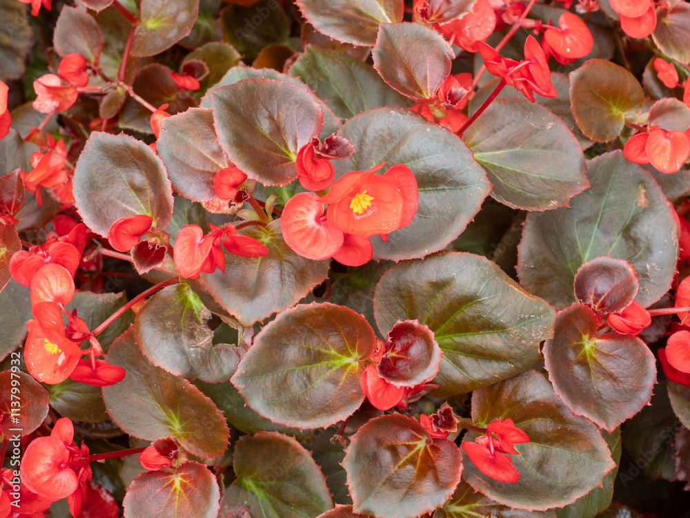 Colorful leaves and flowers for nature background.