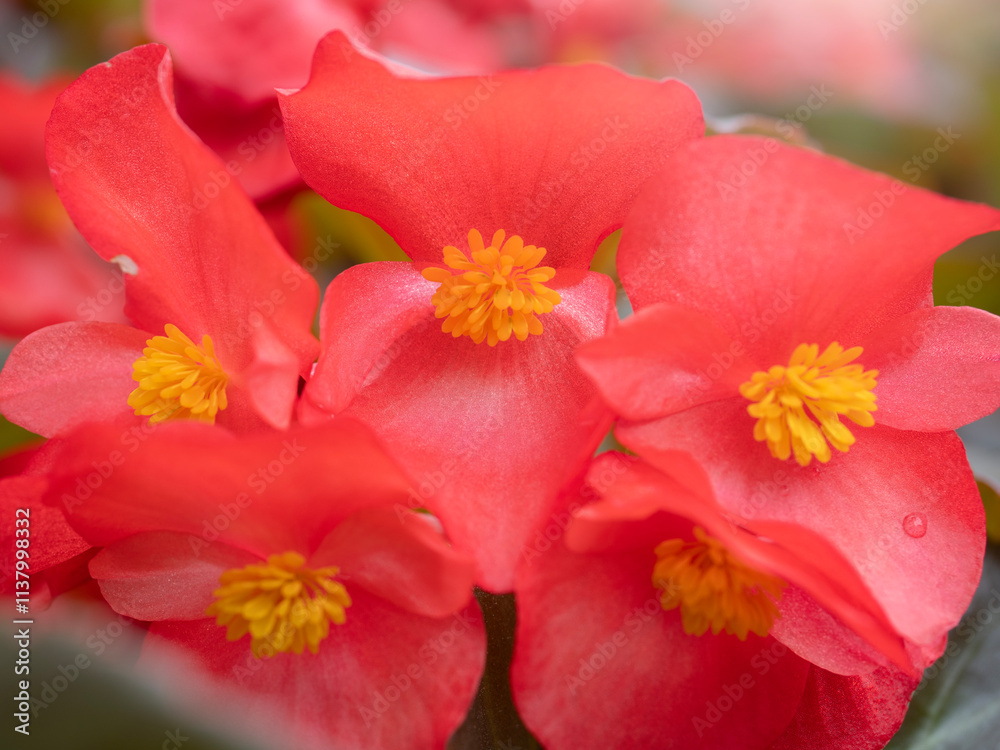 Colorful leaves and flowers for nature background.