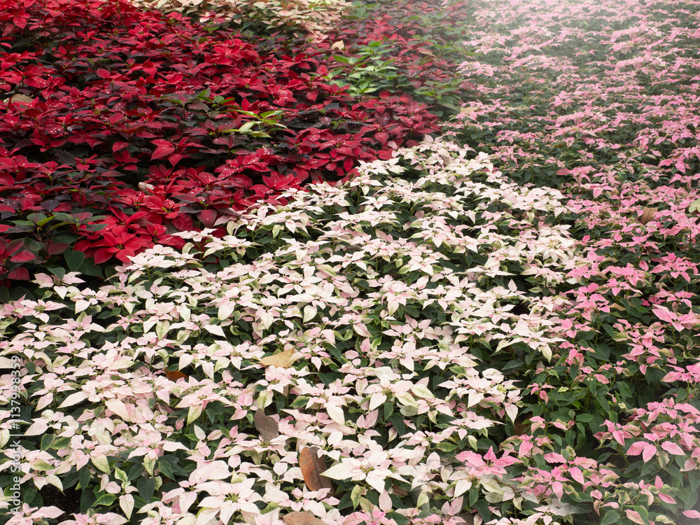 Colorful leaves and flowers for nature background.