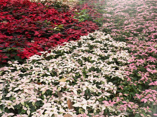 Obraz na płótnie Colorful leaves and flowers for nature background. w salonie